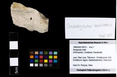 Foto (Objekt + Etiketten) von Decapoda indet. 